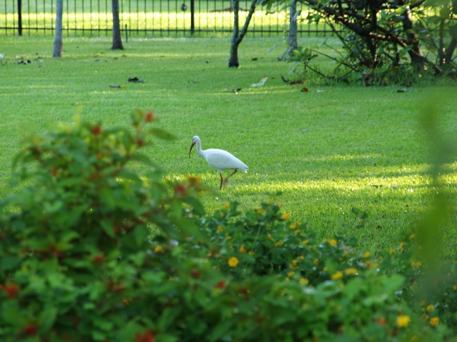 White Ibis