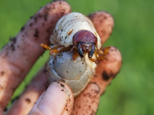 Ox Beetle Grub