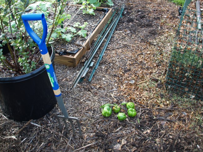 Bell Pepper Still Producing