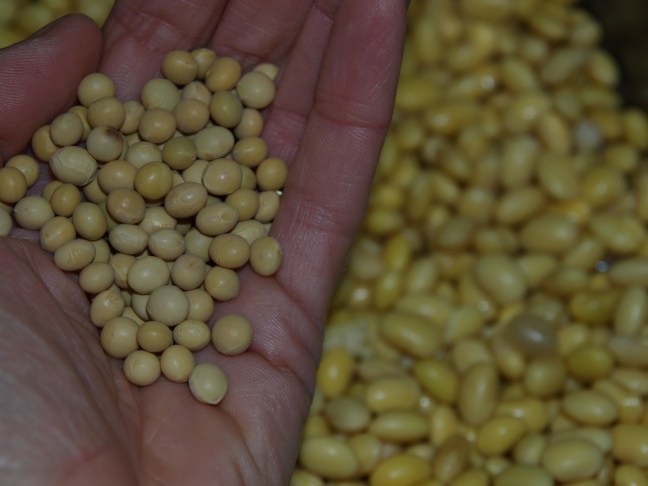 Dry and Soaked Soybeans