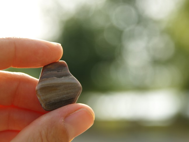 My Petrified Wood Tree Rock from Bob