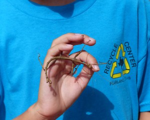 Walking Stick (Photo Credit:  Bob Zeller)