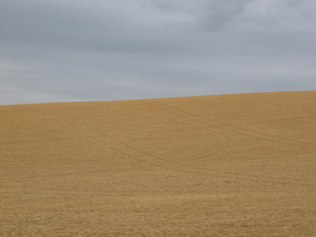 Amber Waves of Grain - Fields upon Fields of Wheat, ID and WA border