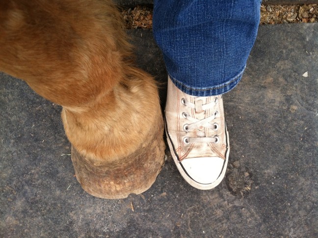 Measuring Up - My foot next to a draft horse's, Coeur d'Alene, ID