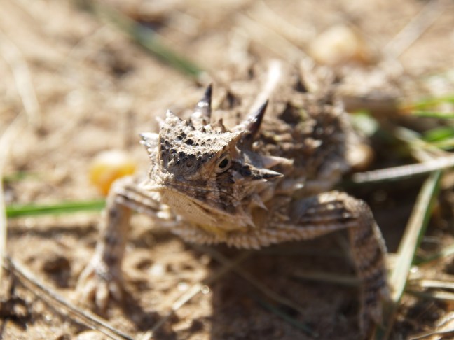 Horned Lizard - Hopes that his camouflage keeps me from seeing him, rest stop, TX