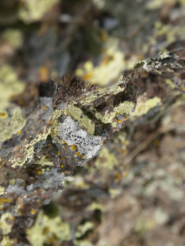 Lichen Painting - Clinging to a rock on the tundra, Lewiston, ID