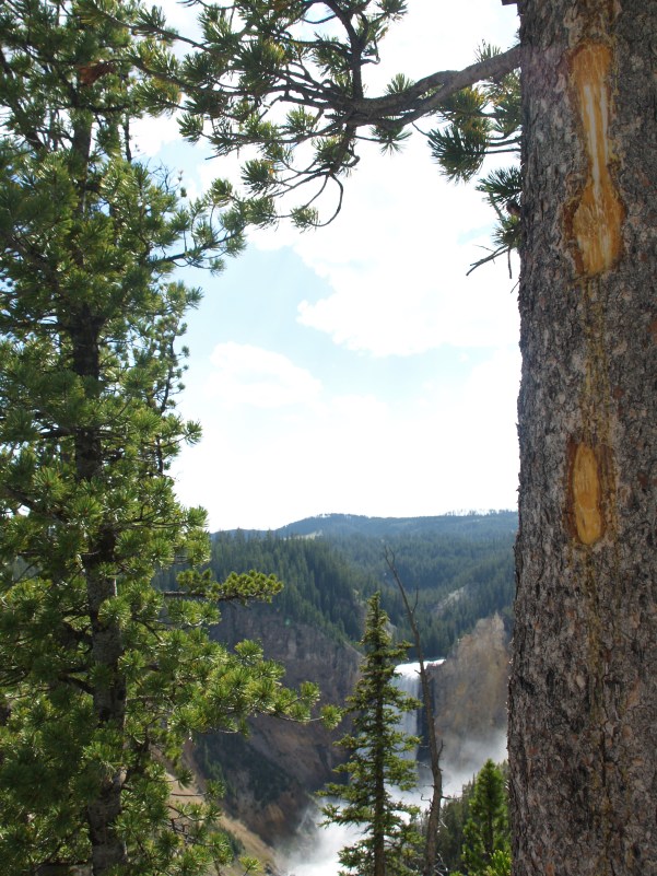 Peek-a-boo Falls - The iconic Lower Falls on the way down to the overlook, Yellowstone, WY
