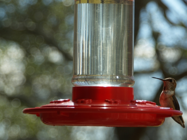 A Rufous Hummingbird decides to crash our feeder in December
