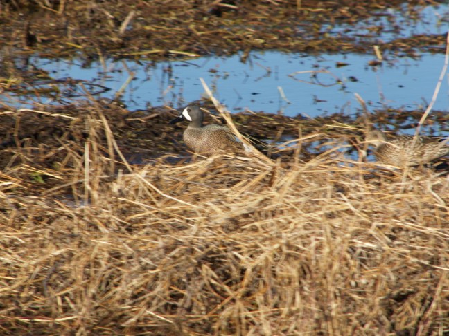 Blue-winged Teal