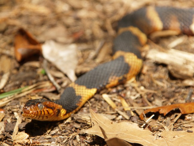 Broad-banded Water Snake