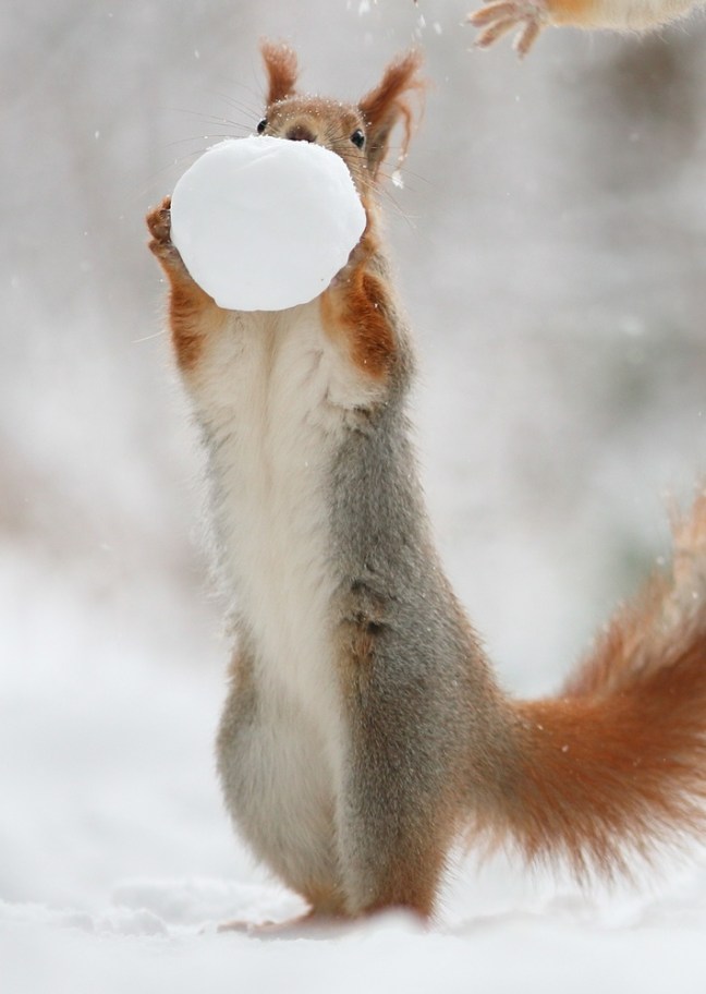 Squirrel_Snow
