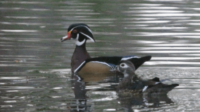 wood_ducks