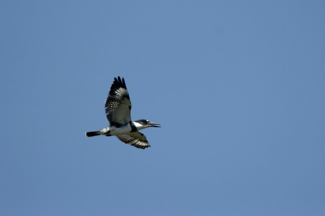 A male Belted Kingfisher calls while in flight, making sure others know this is his hunting territory.