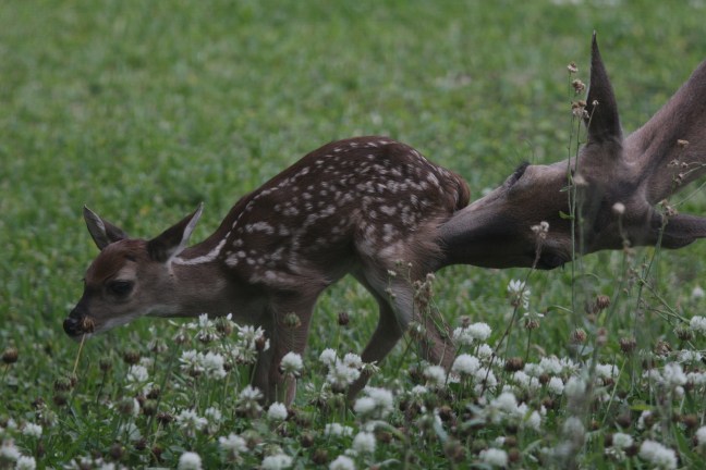 A white-tailed deer fawn gets cleaned up before bedding down on his first day of life.